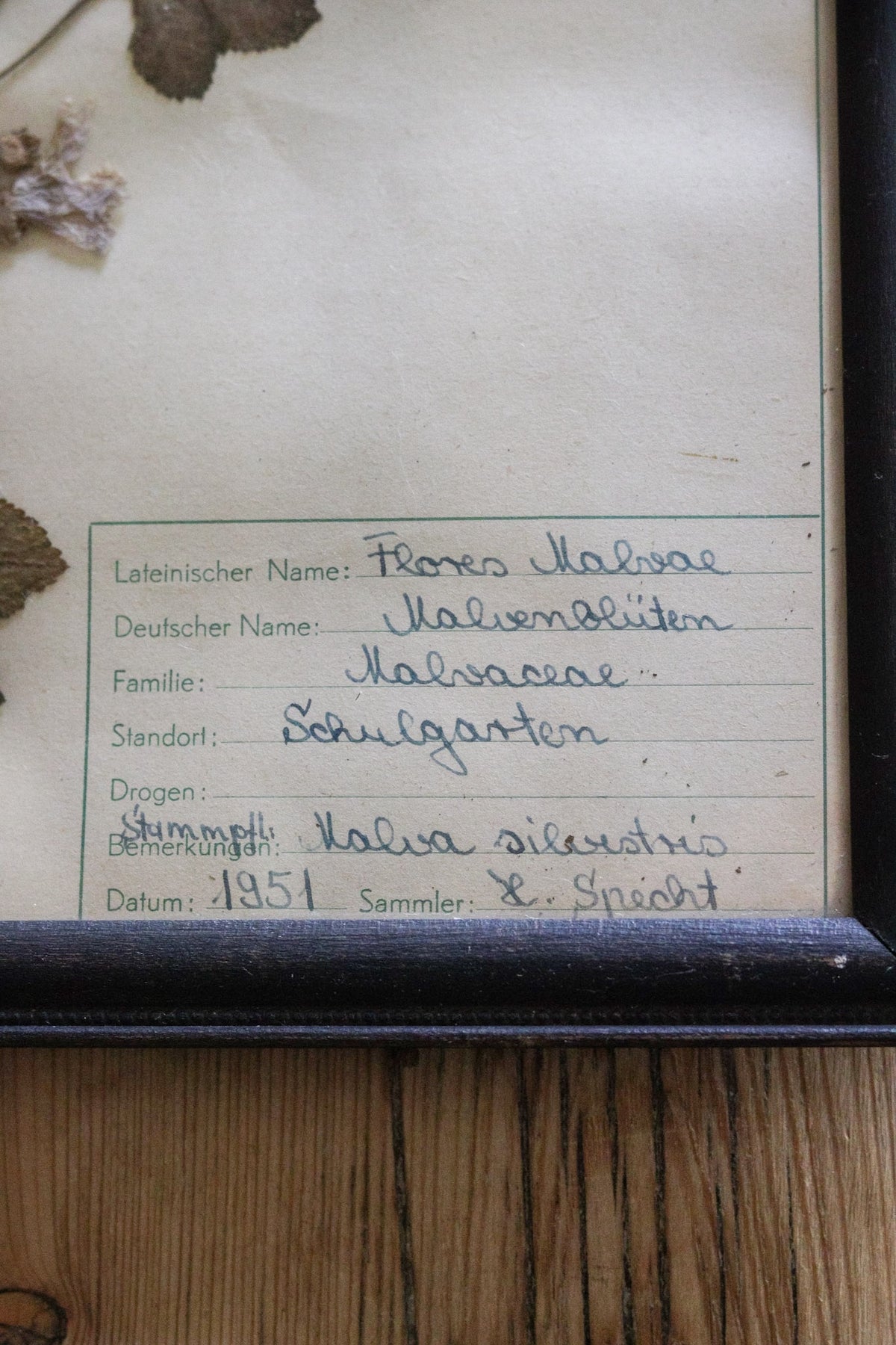 Vintage Framed Herbarium - Dated 1951