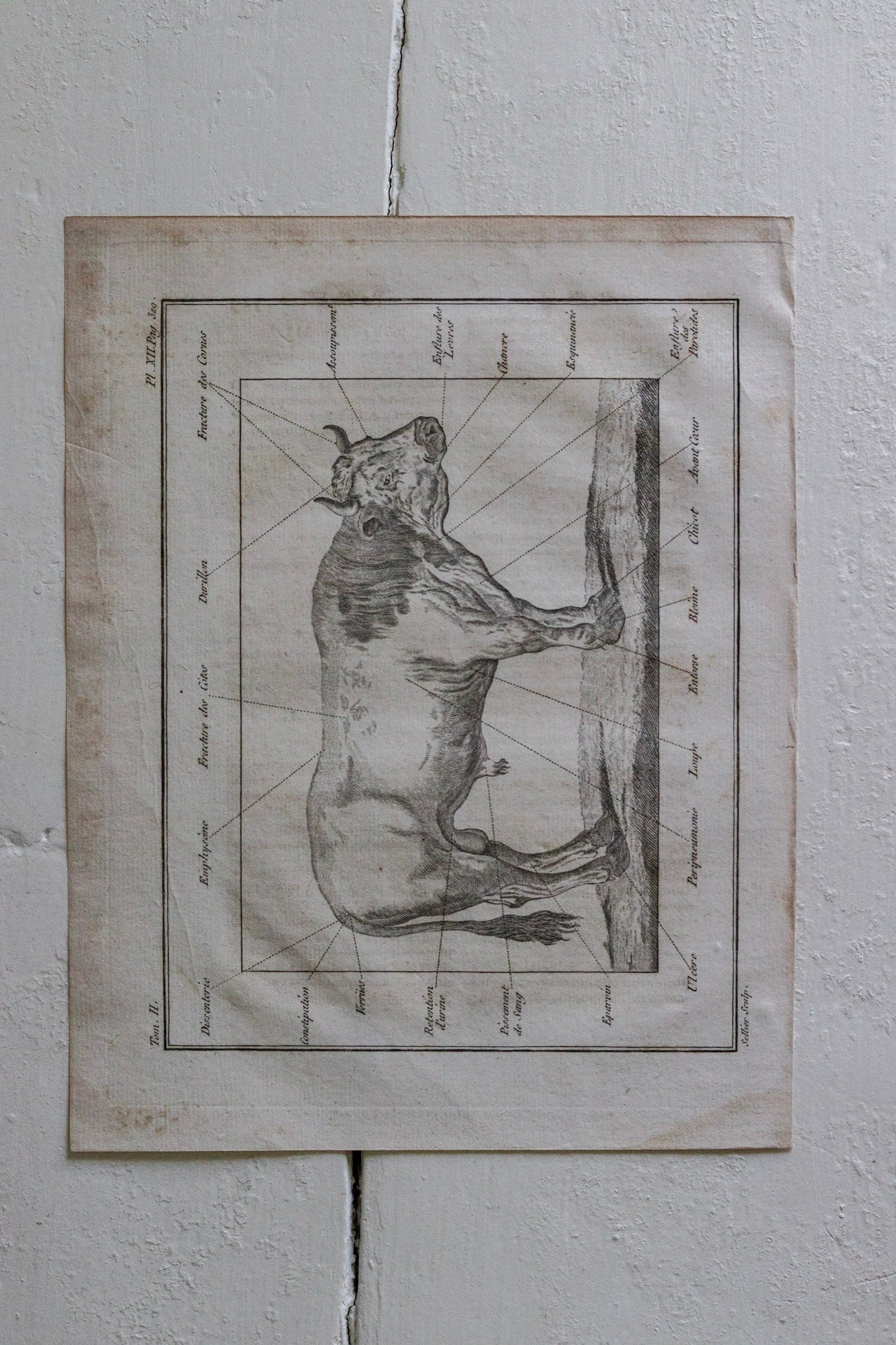 Antique French Cow Print