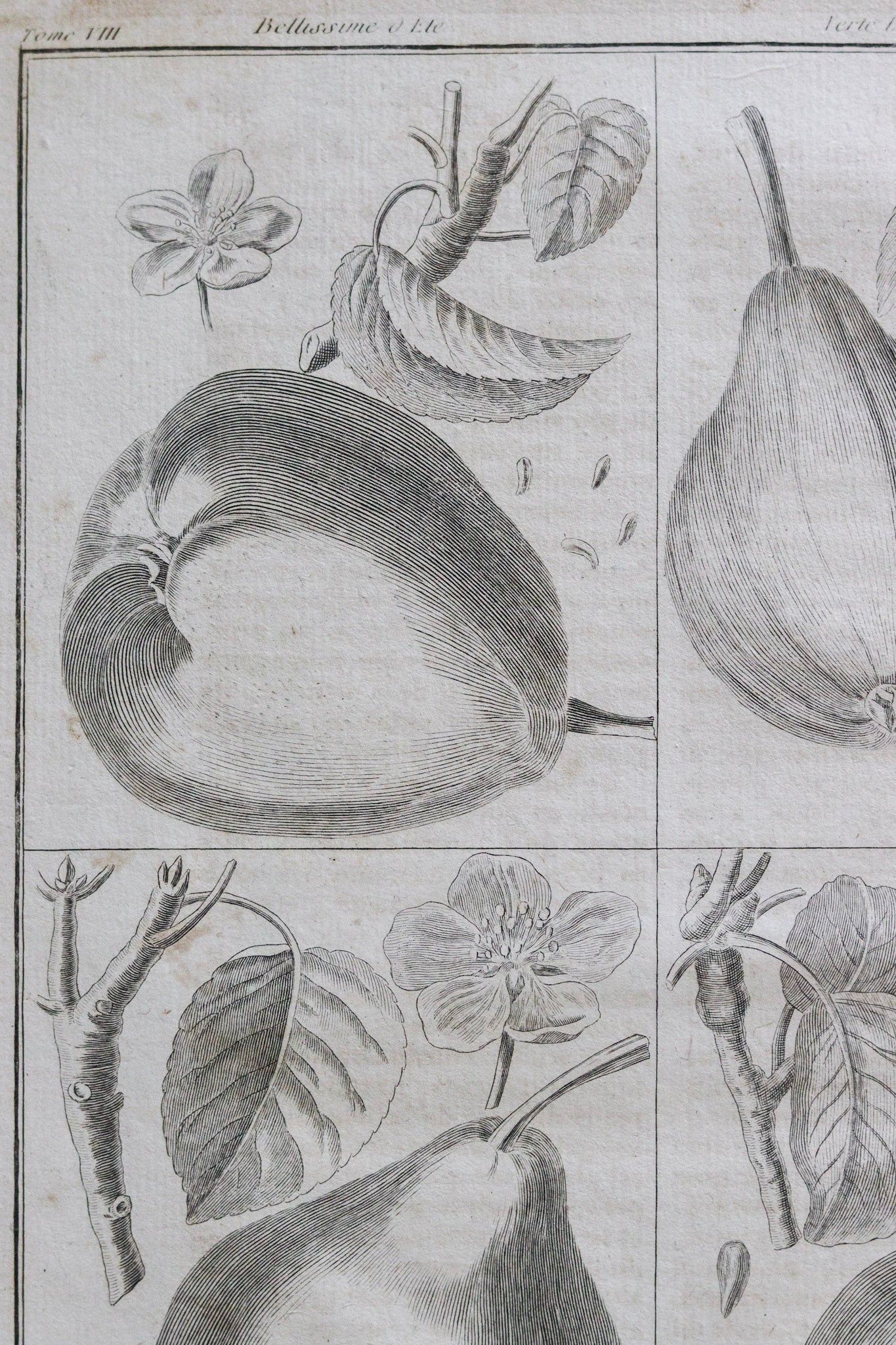 Antique French Fruit Print No.1