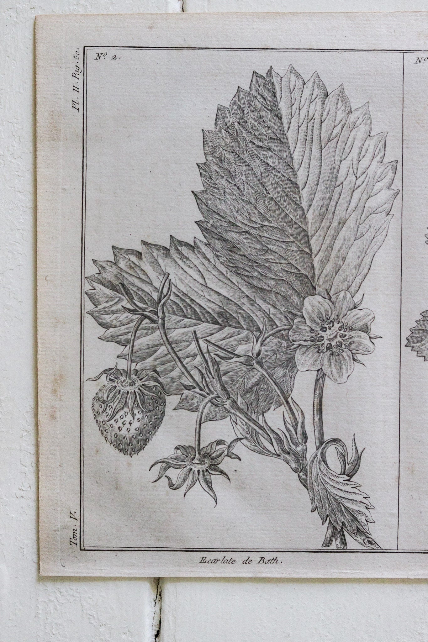 Antique French Strawberry Print No.3
