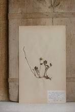 Load image into Gallery viewer, Swedish Herbarium - Dated 1936
