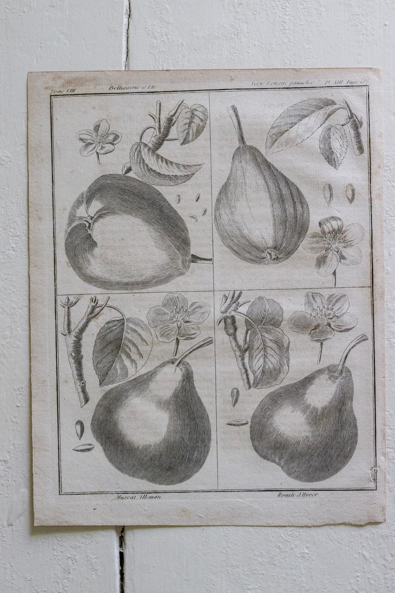 Antique French Fruit Print No.1