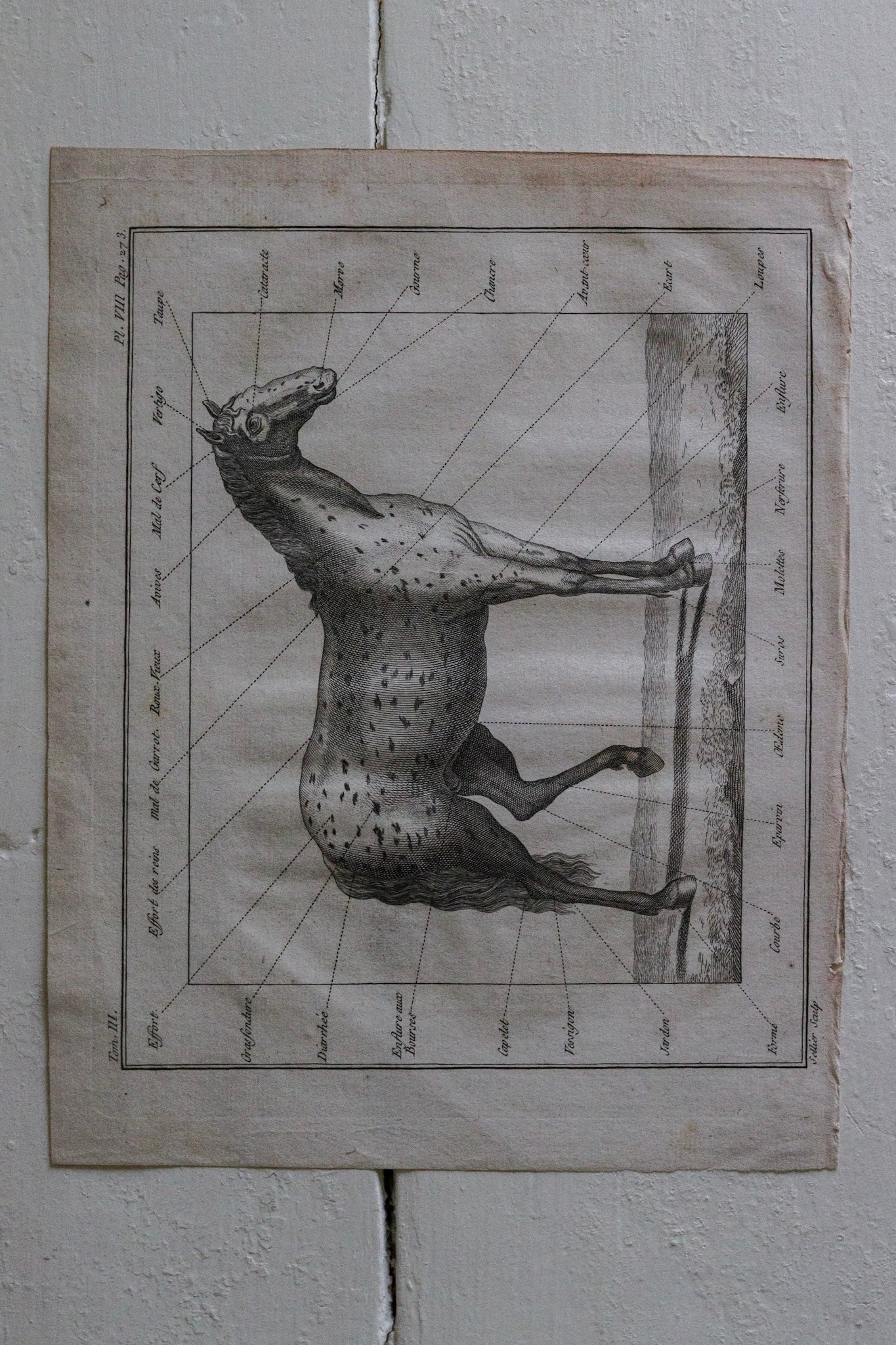 Antique French Horse Print