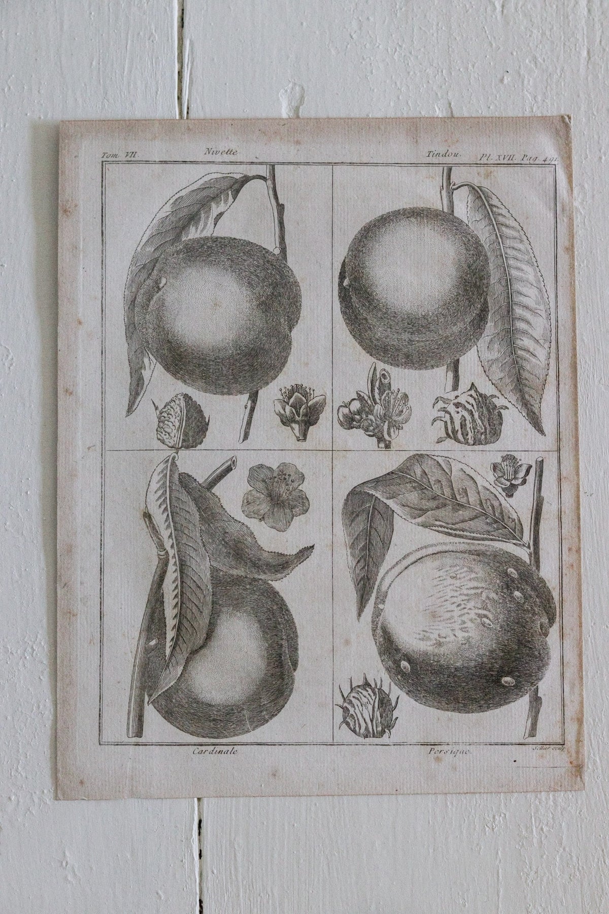 Antique French Peach Print c.1918