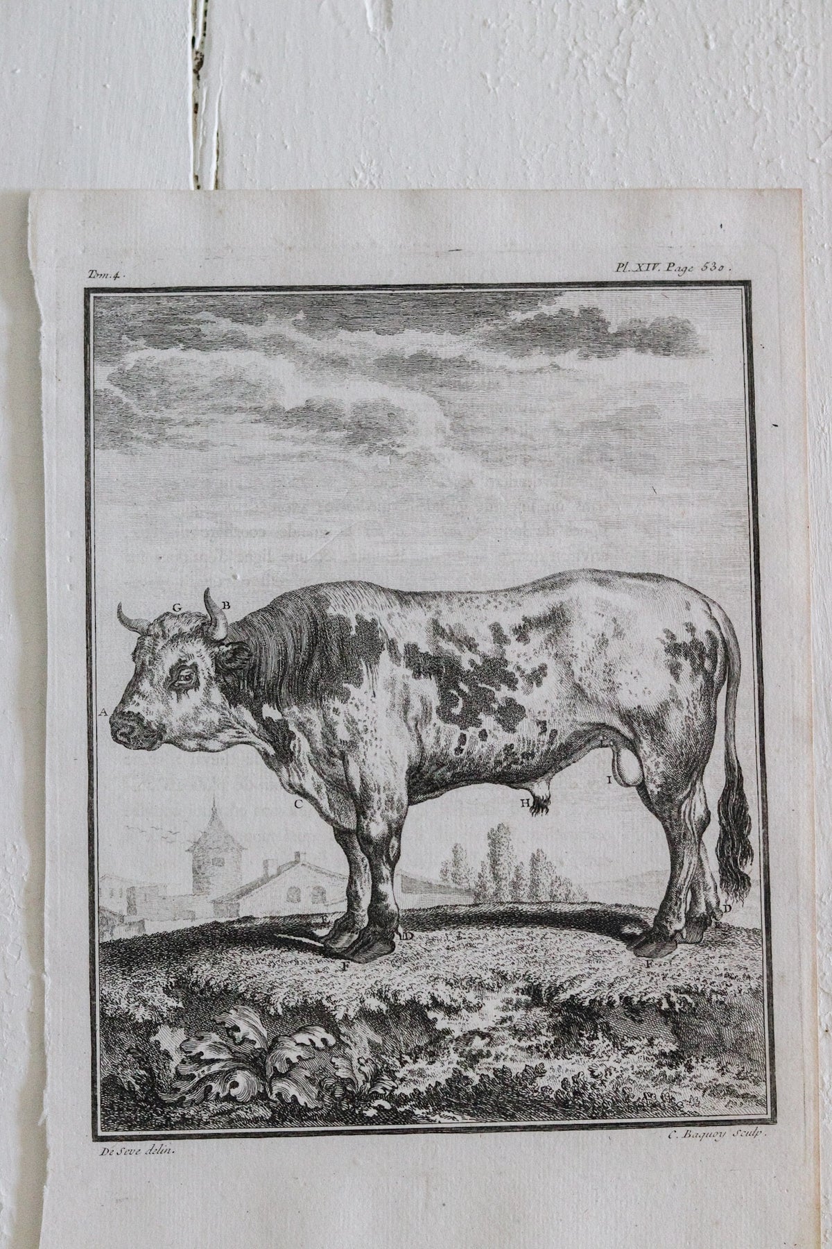 Antique Cow Engraving c.1775