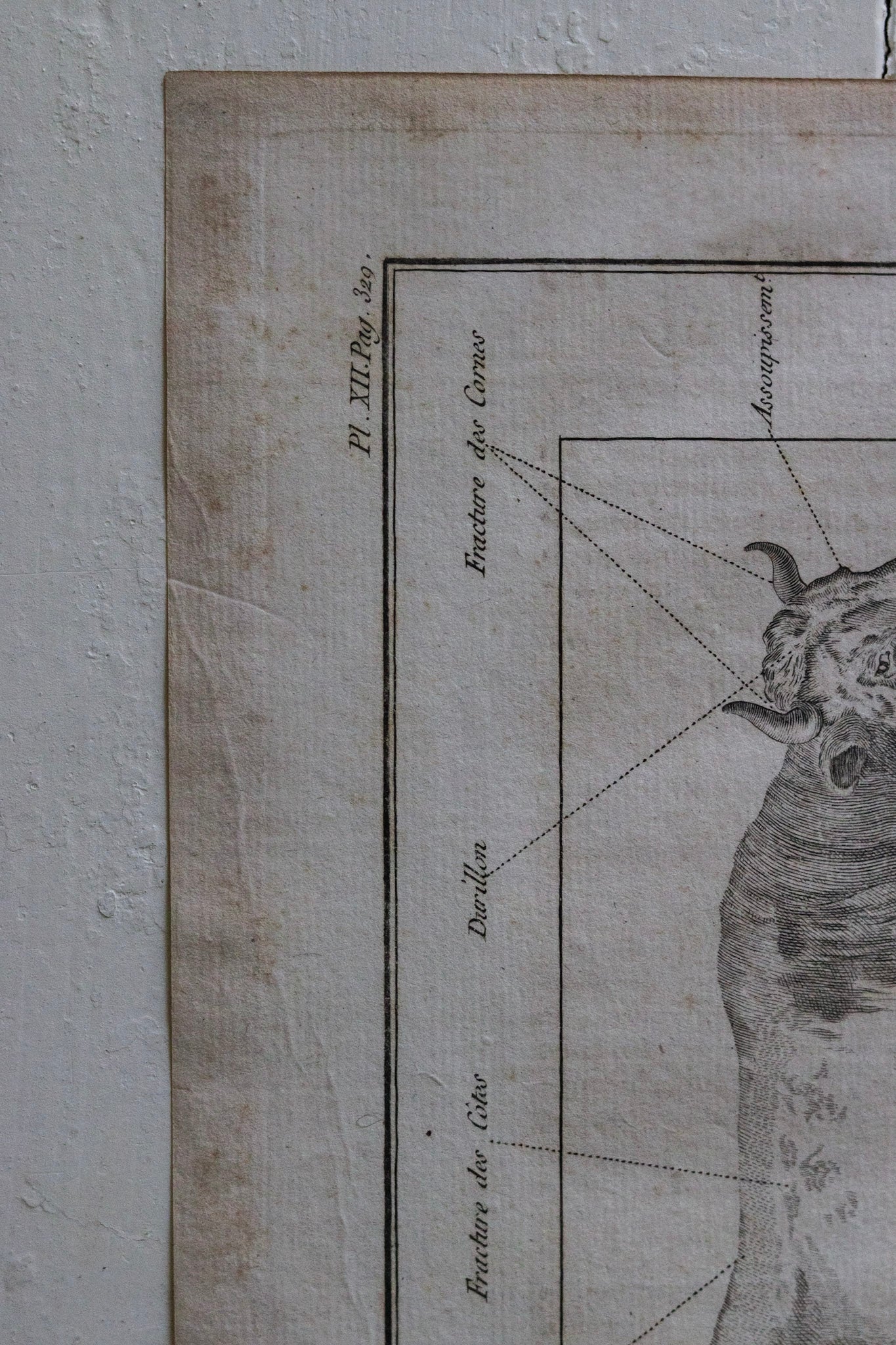 Antique French Cow Print
