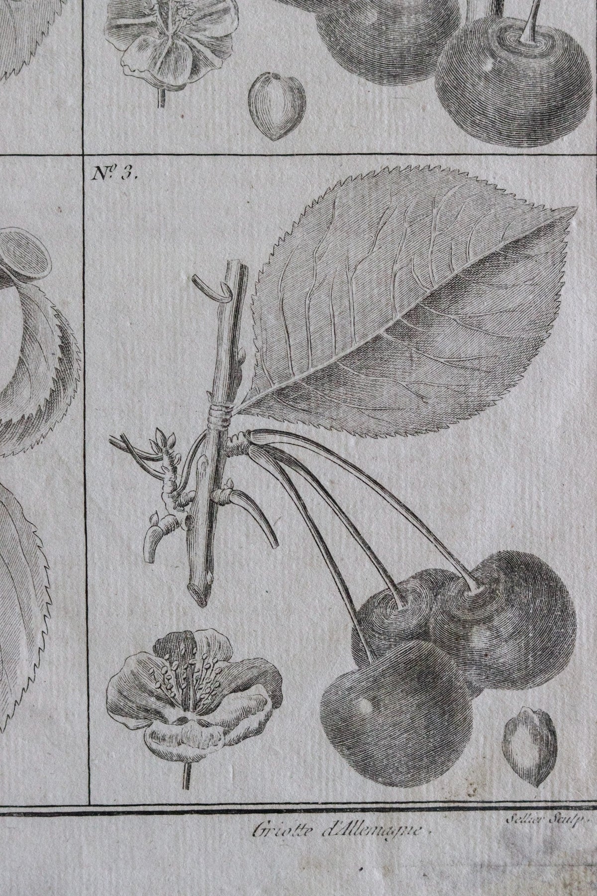 Antique French Cherry Print c.1918