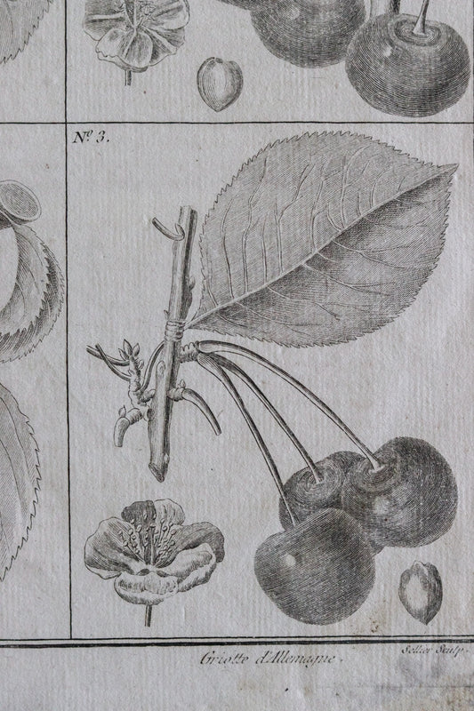 Antique French Cherry Print c.1918