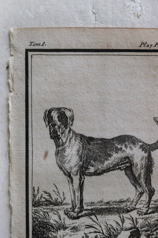 Petite French Antique Dog Print
