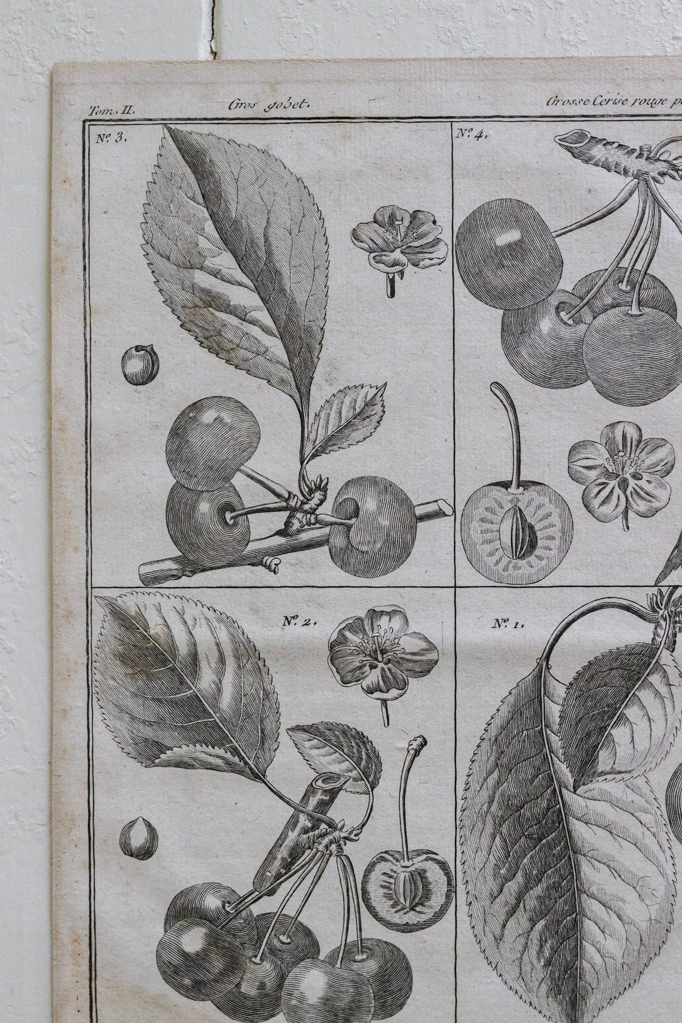 Antique French Cherry Print No.1