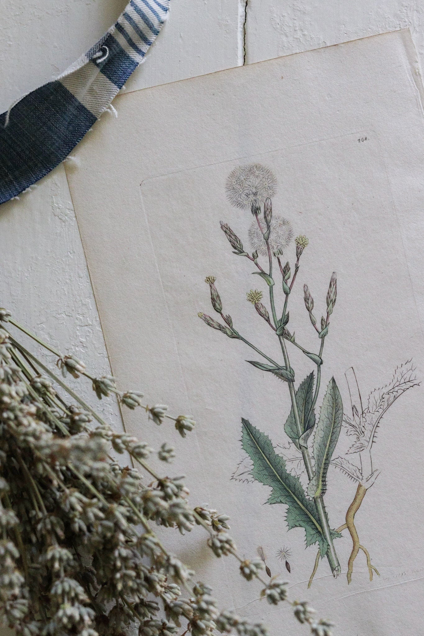 Antique Floral Print