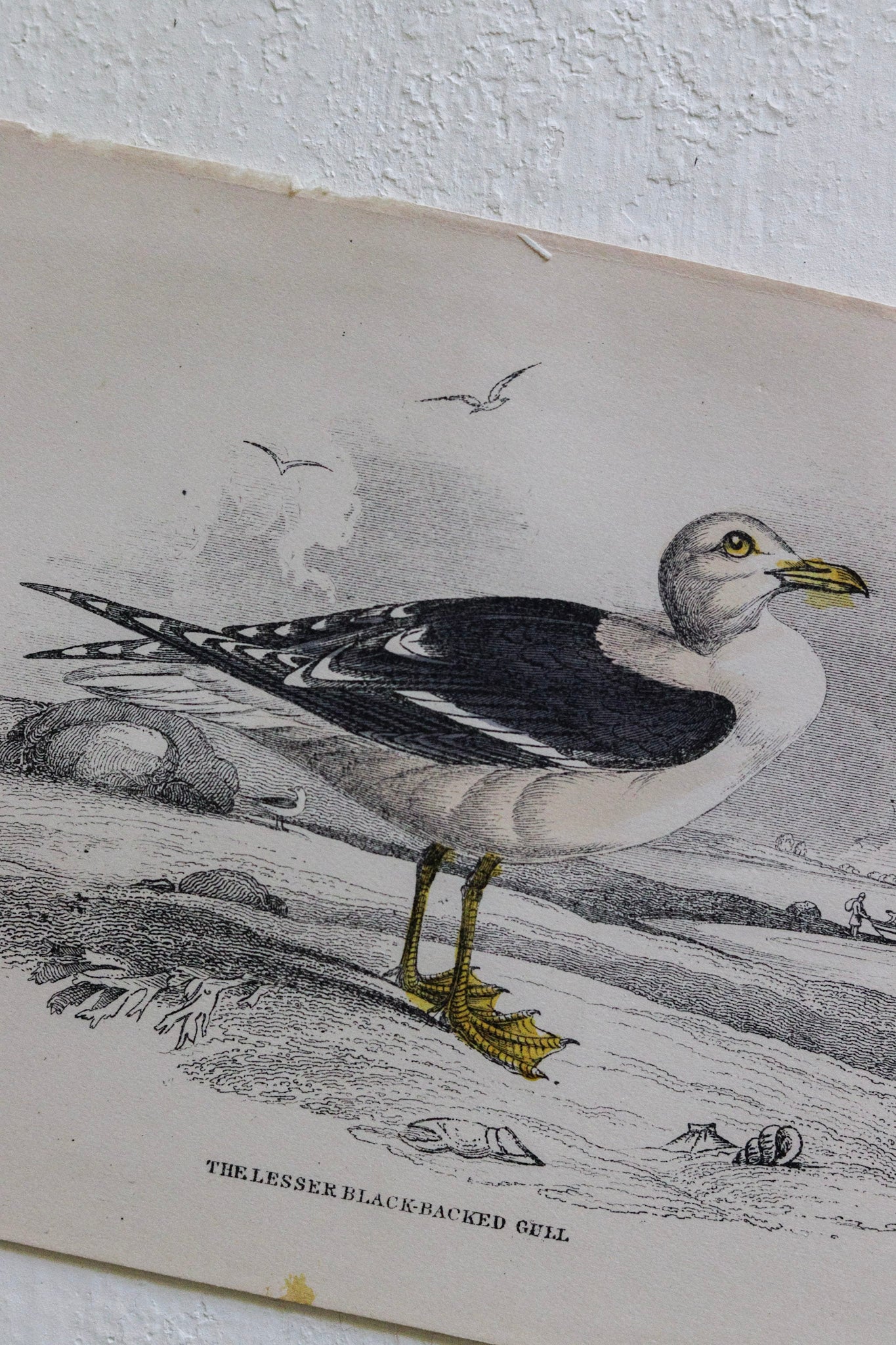 Antique Bird Print - The Lesser Black-Backed Gull