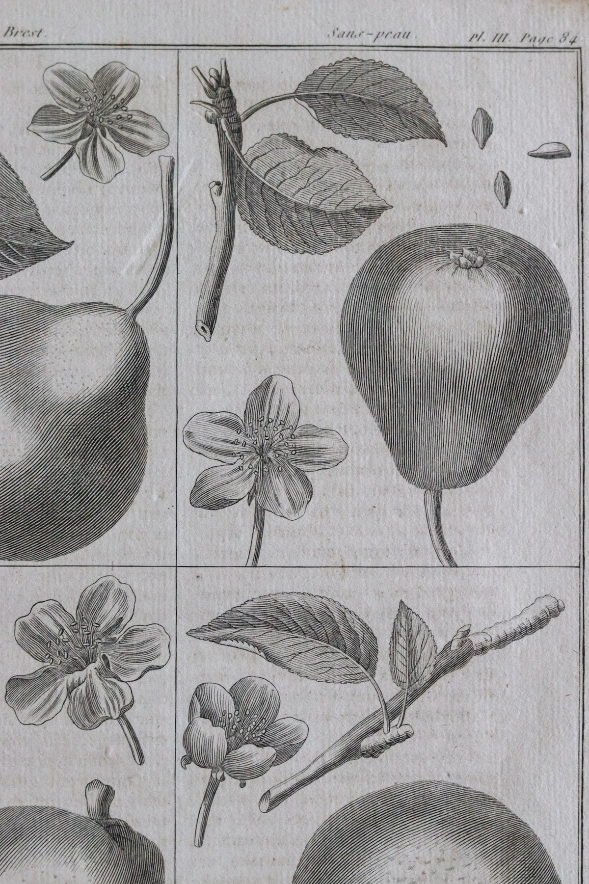 Antique French Pear Print c.1918