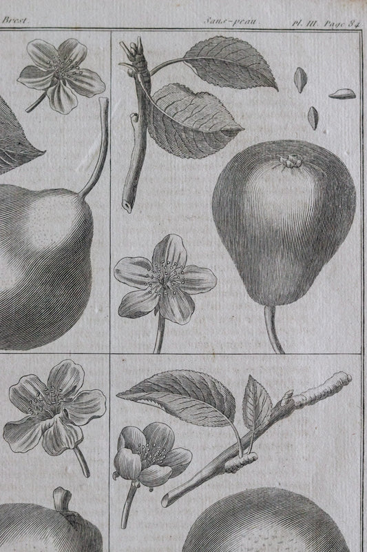 Antique French Pear Print c.1918