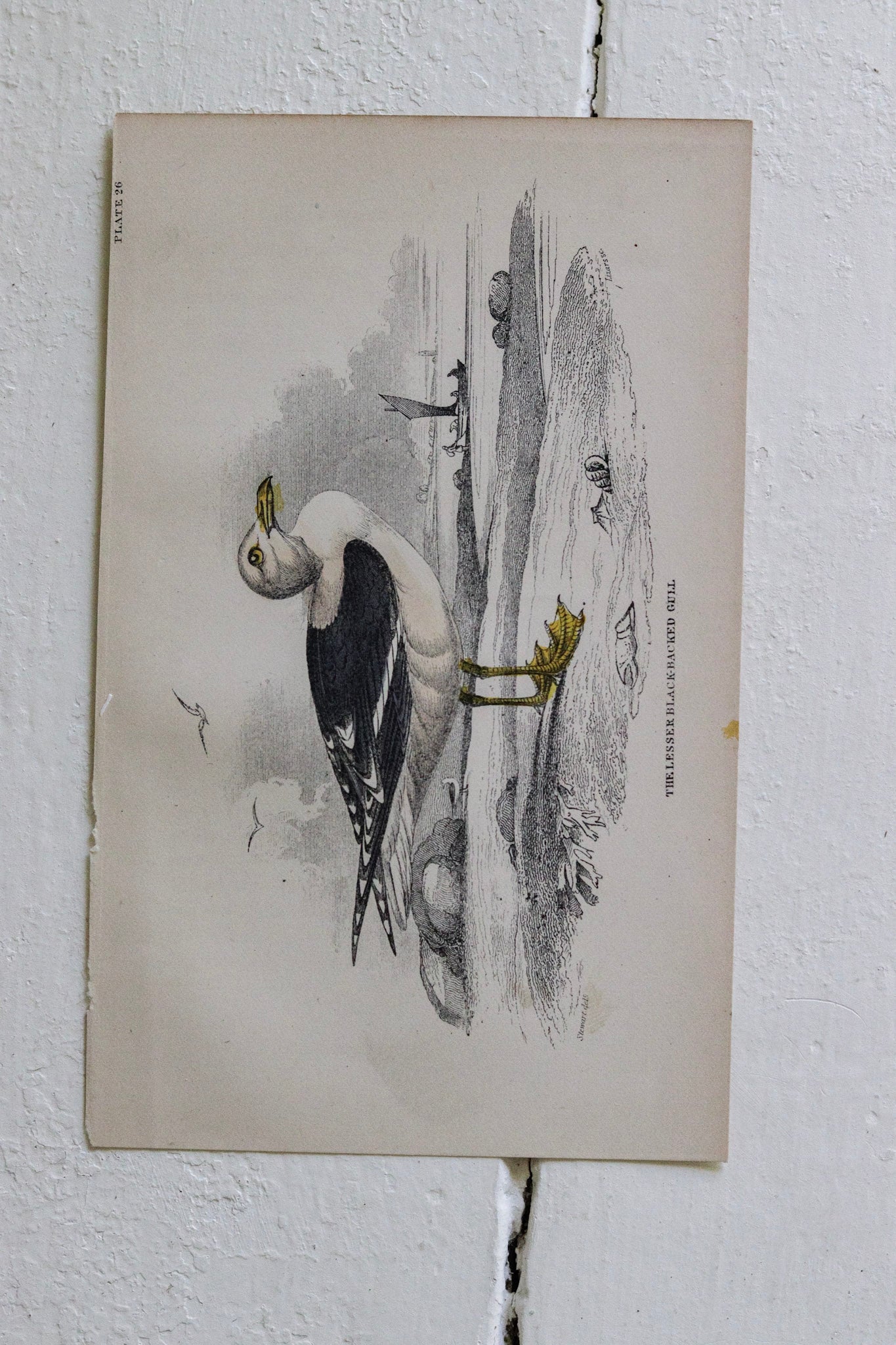Antique Bird Print - The Lesser Black-Backed Gull