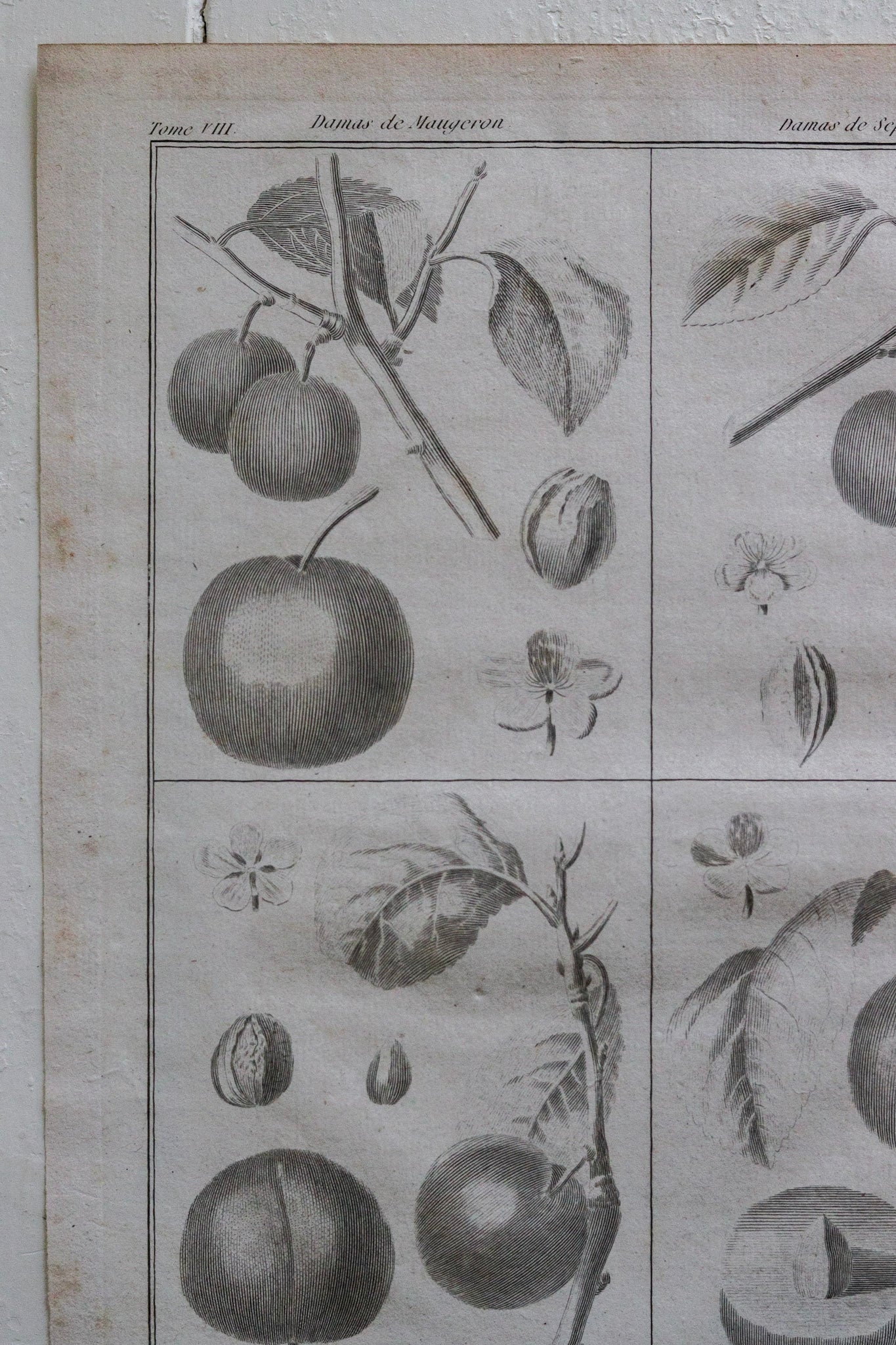 Antique French Plum Print No.2