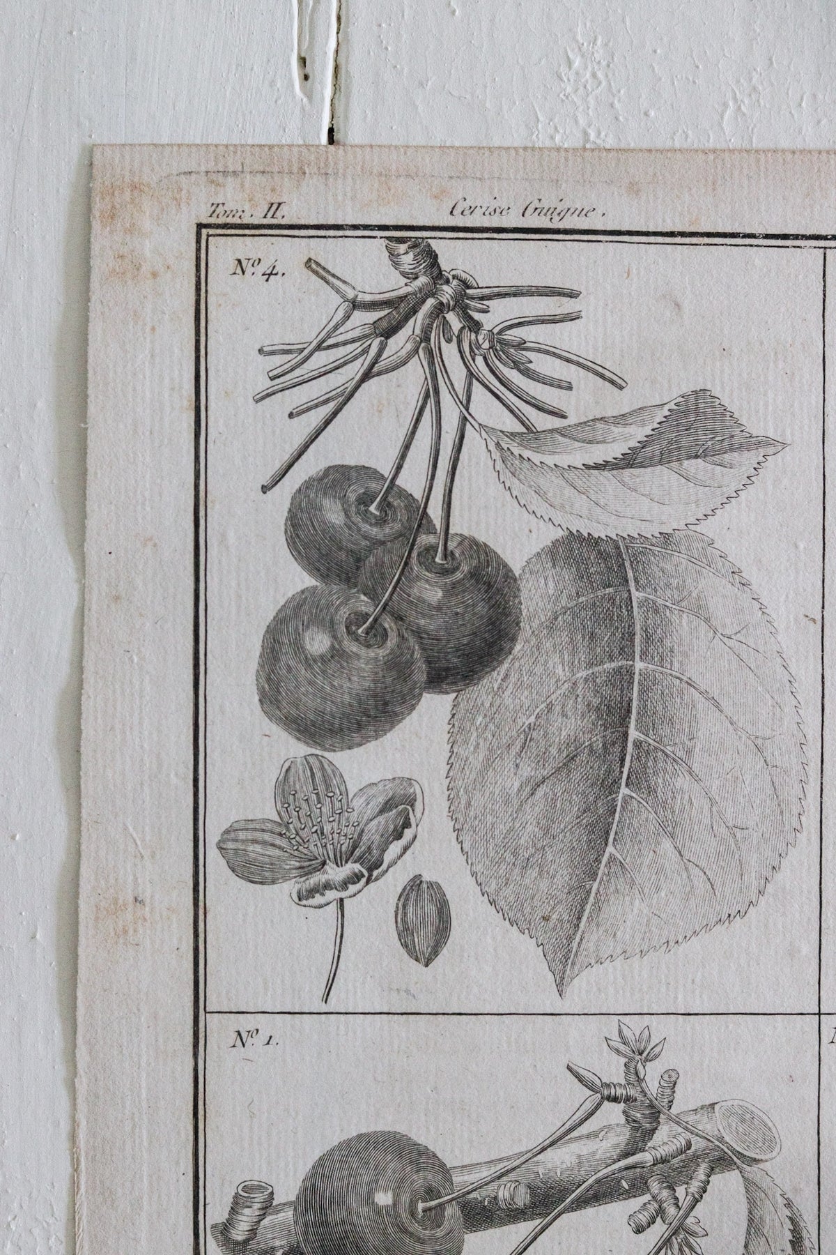 Antique French Cherry Print c.1918