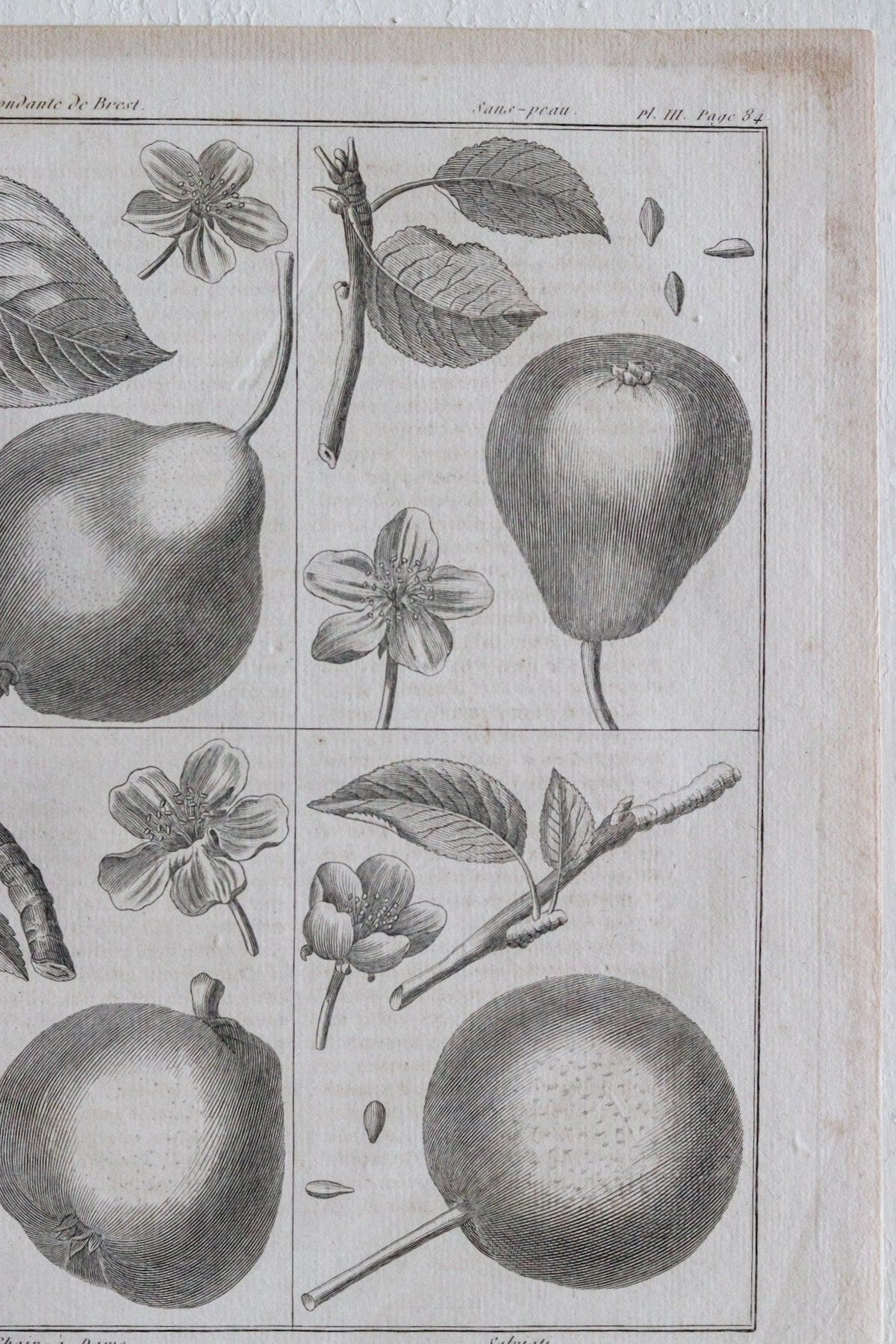 Antique French Pear Print c.1918