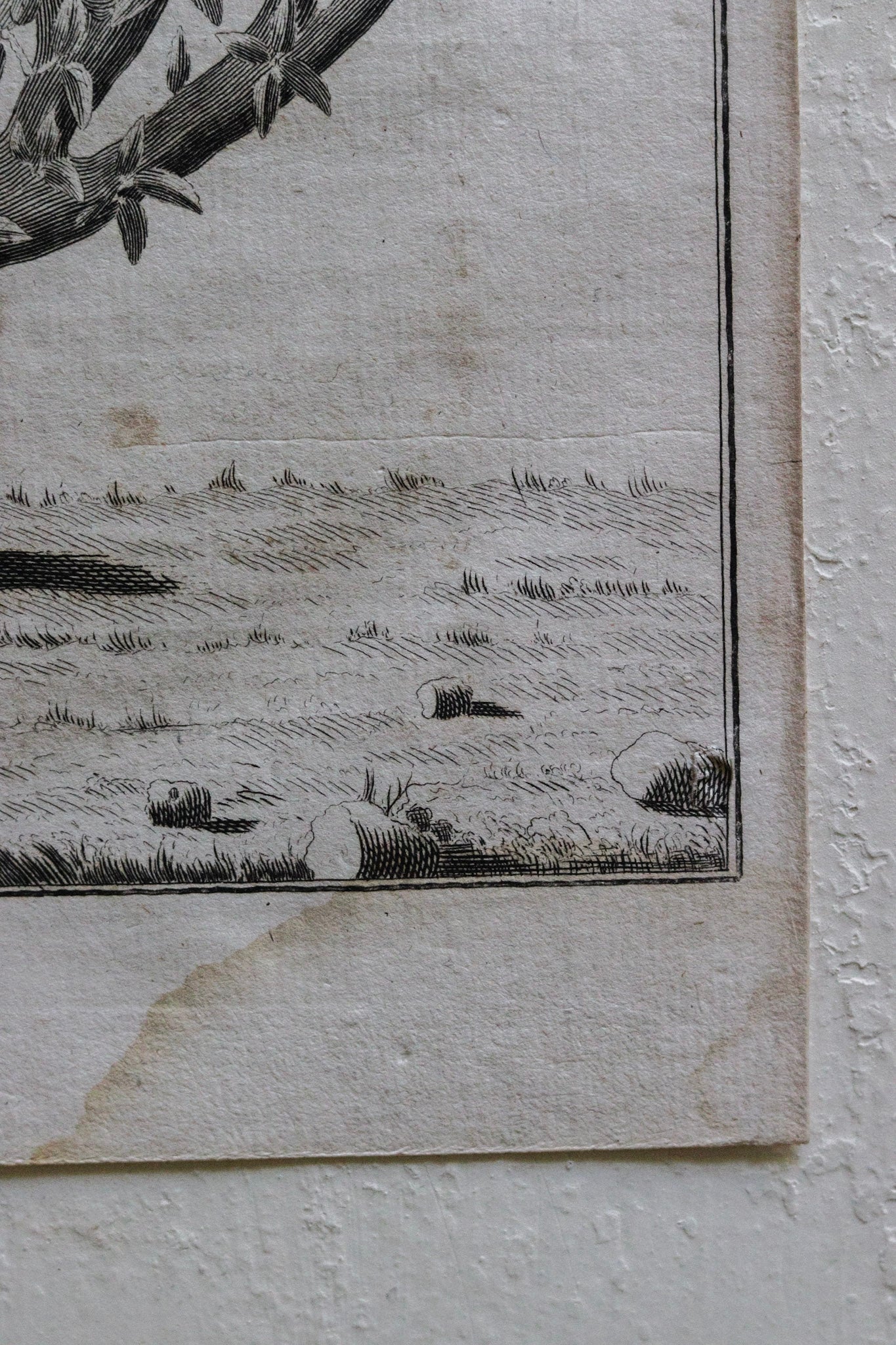 Antique French Horticulture Print No.1