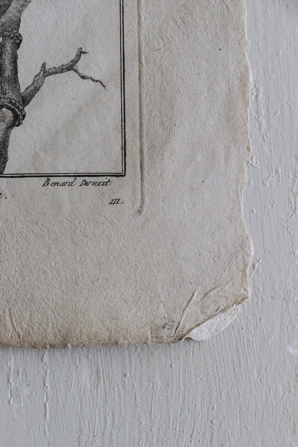 Antique Bird Engraving c.1790