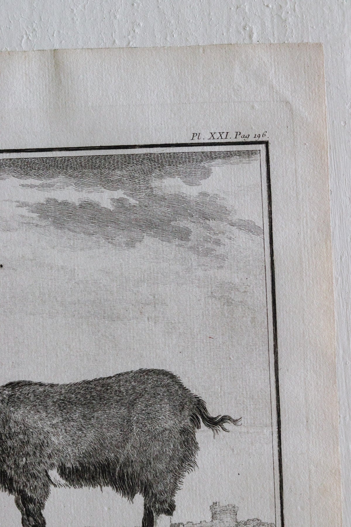 Antique Goat Engraving c.1775
