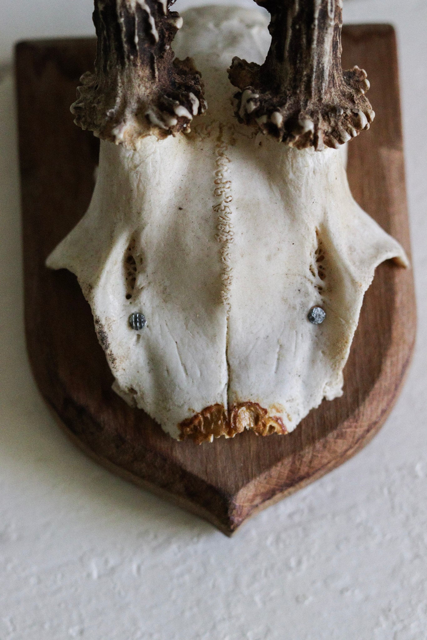 Petite Vintage European Antler Mount