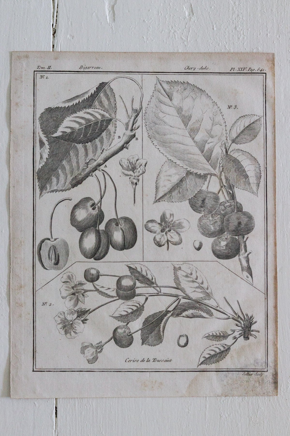 Antique French Cherry Print c.1918
