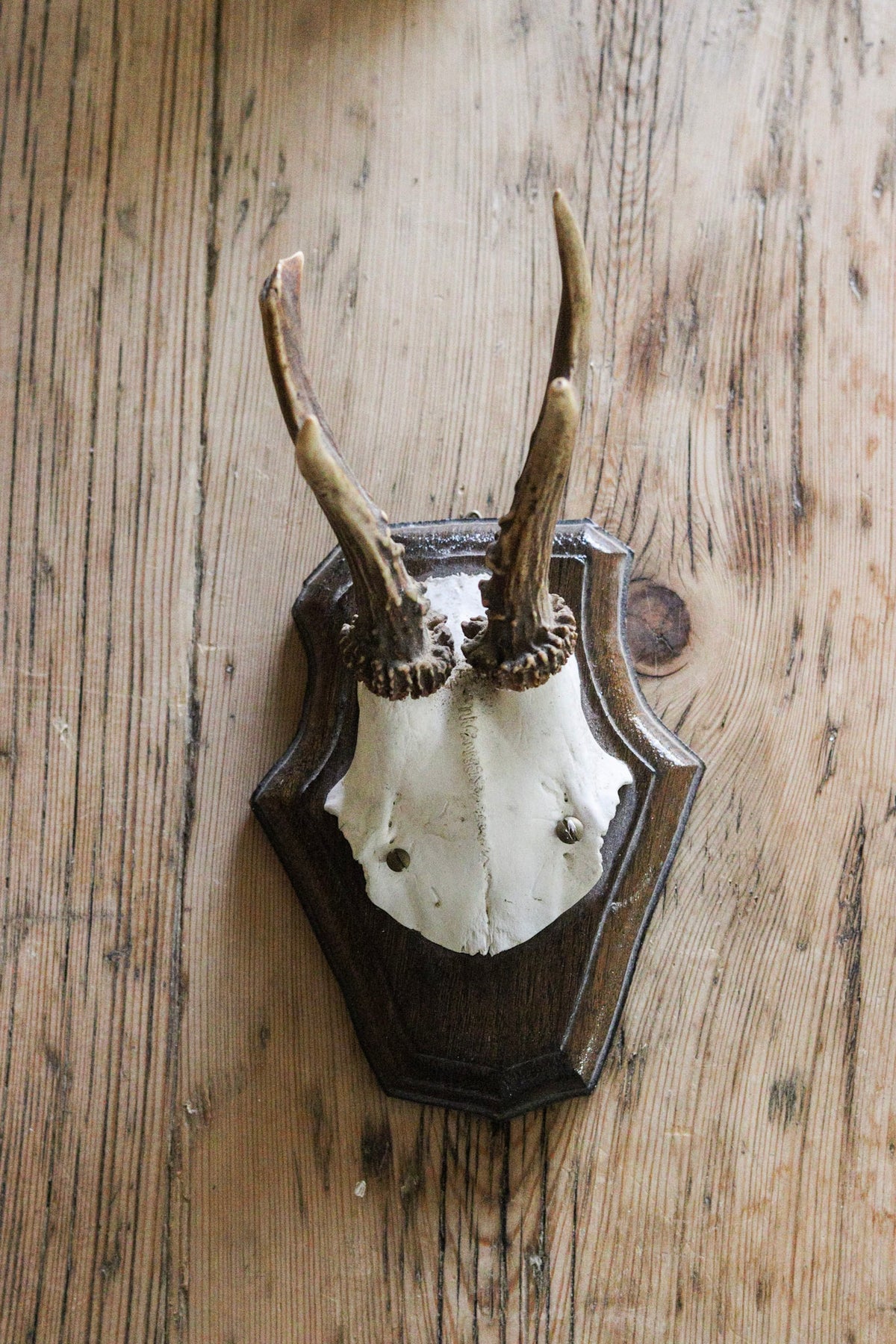 Petite Vintage European Antler Mount
