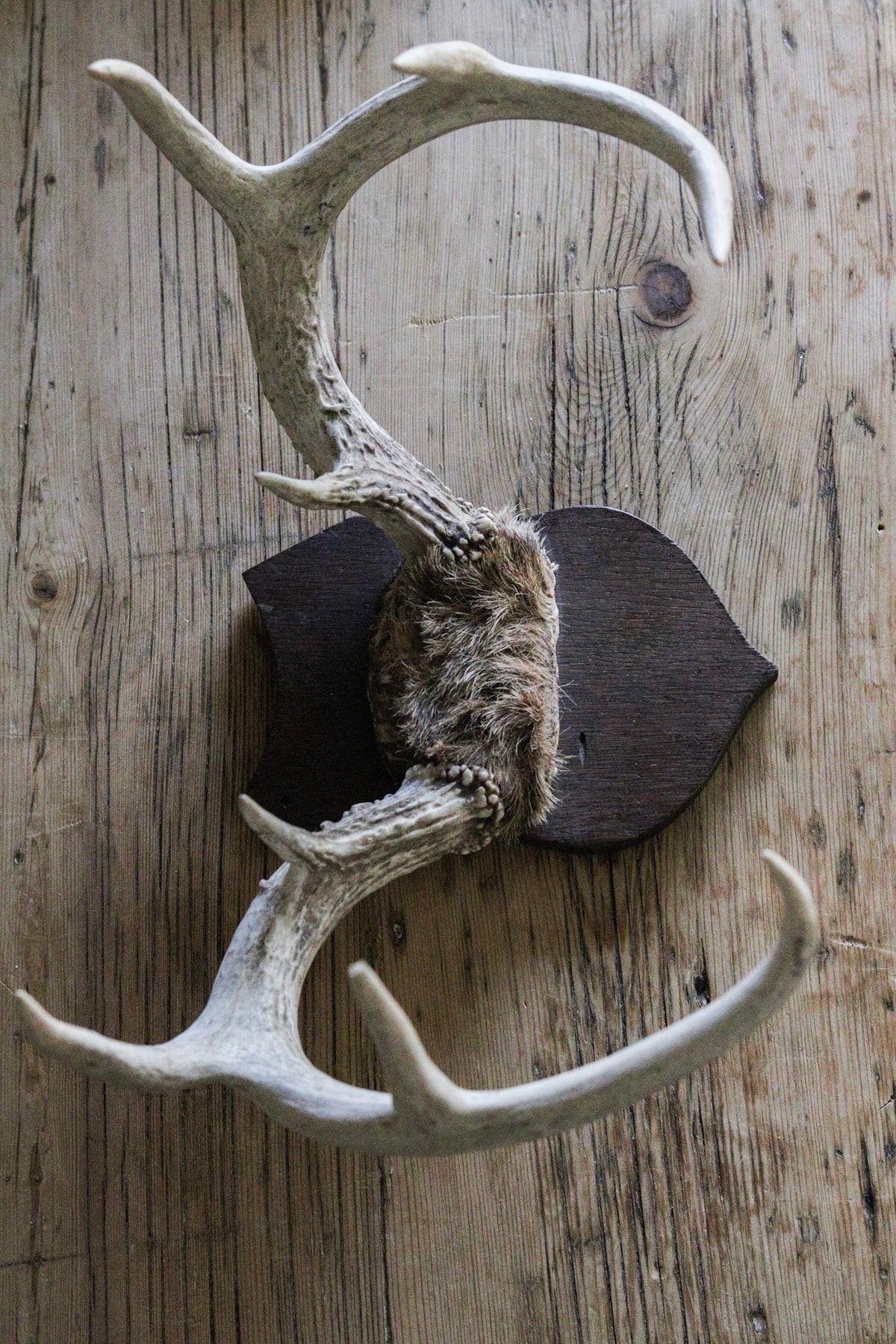 Vintage Antler Mount