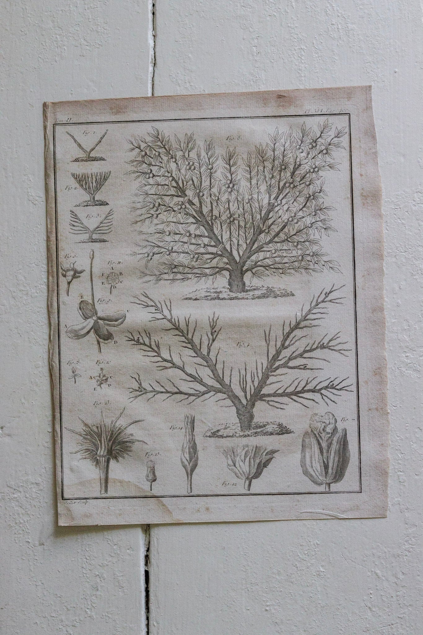 Antique French Horticulture Print No.2