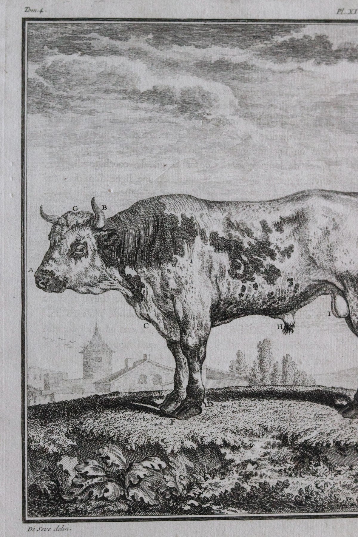 Antique Cow Engraving c.1775