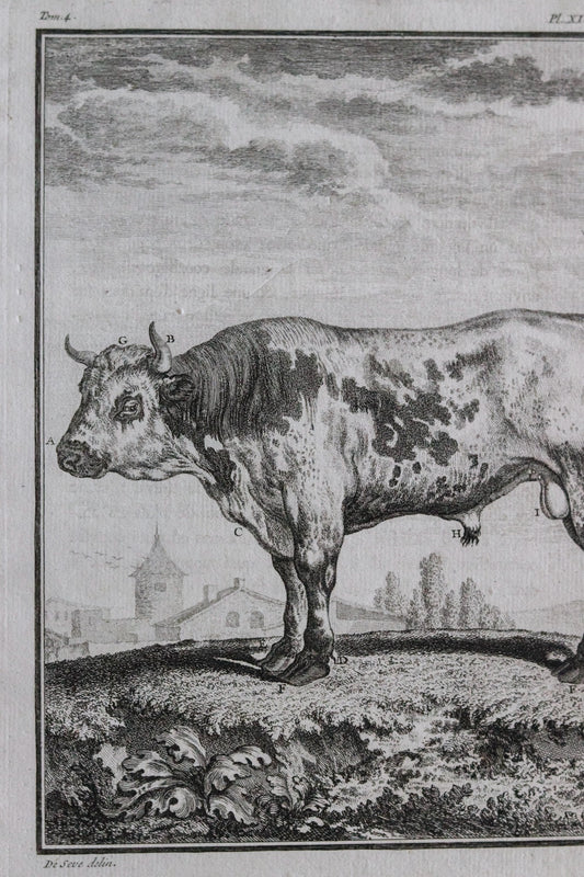 Antique Cow Engraving c.1775