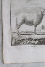 Load image into Gallery viewer, Antique French Sheep Print
