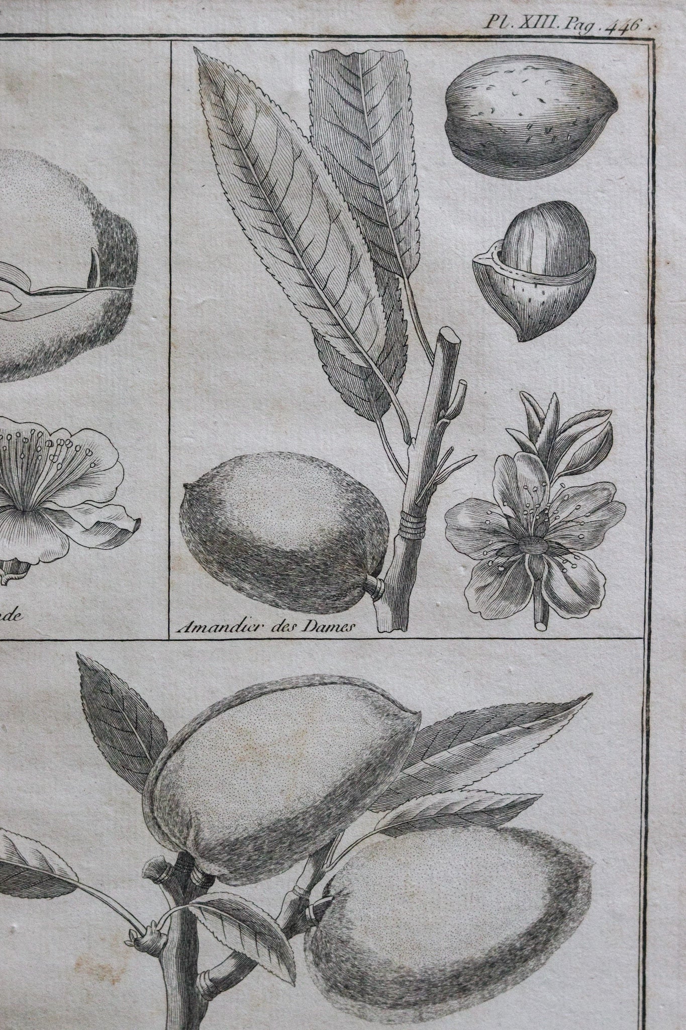 Antique French Almond Print