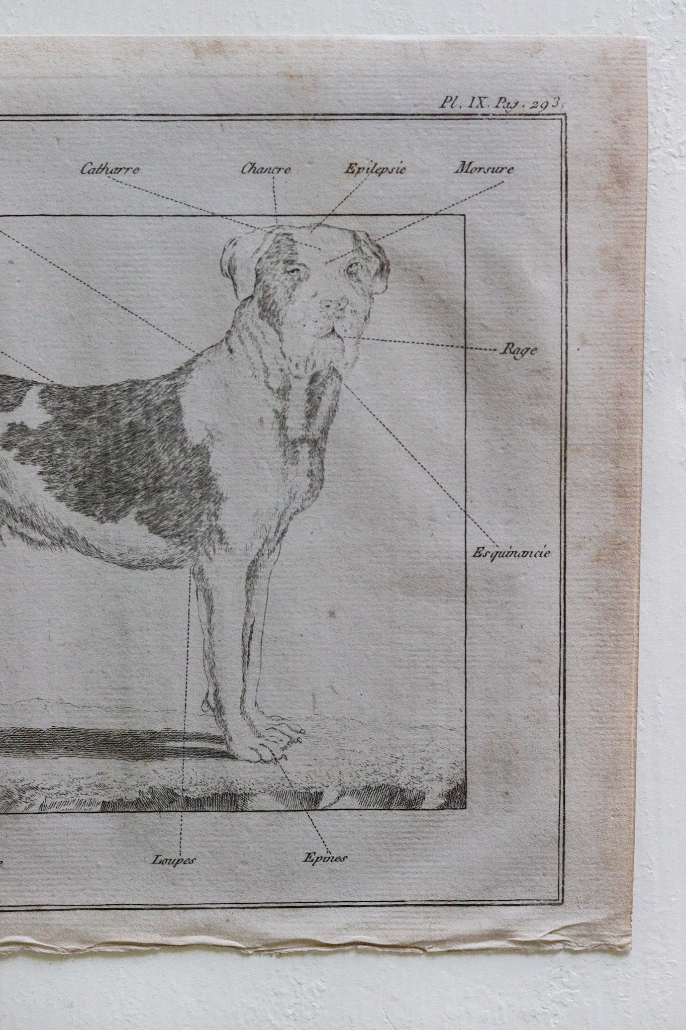 Antique French Dog Print