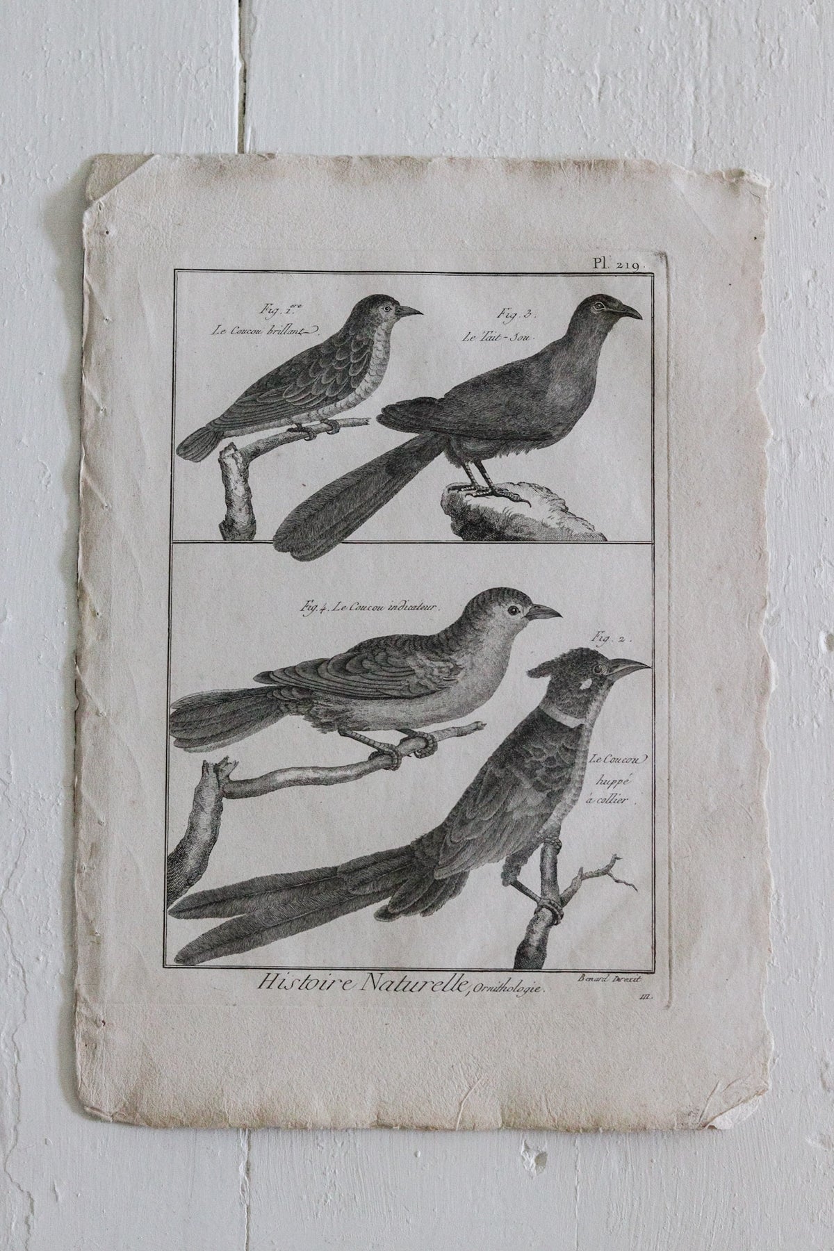 Antique Bird Engraving c.1790