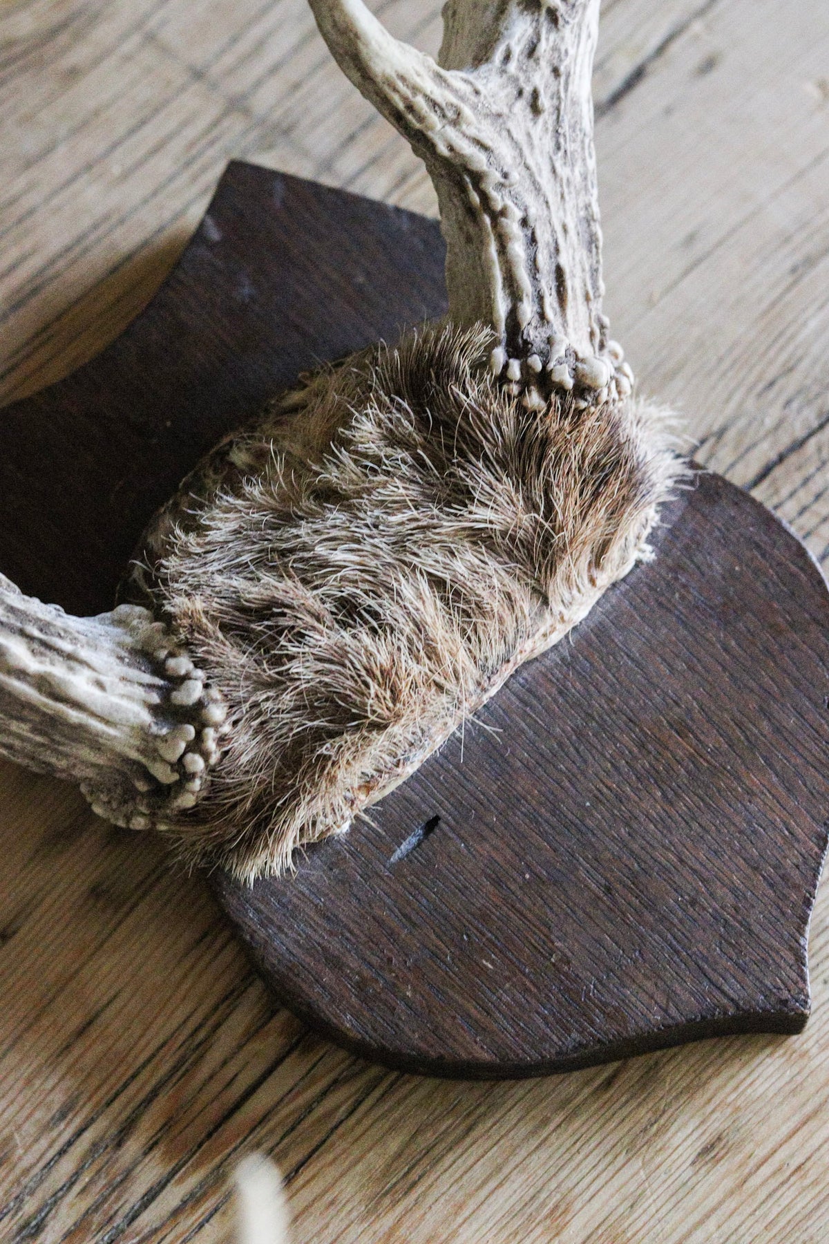 Vintage Antler Mount