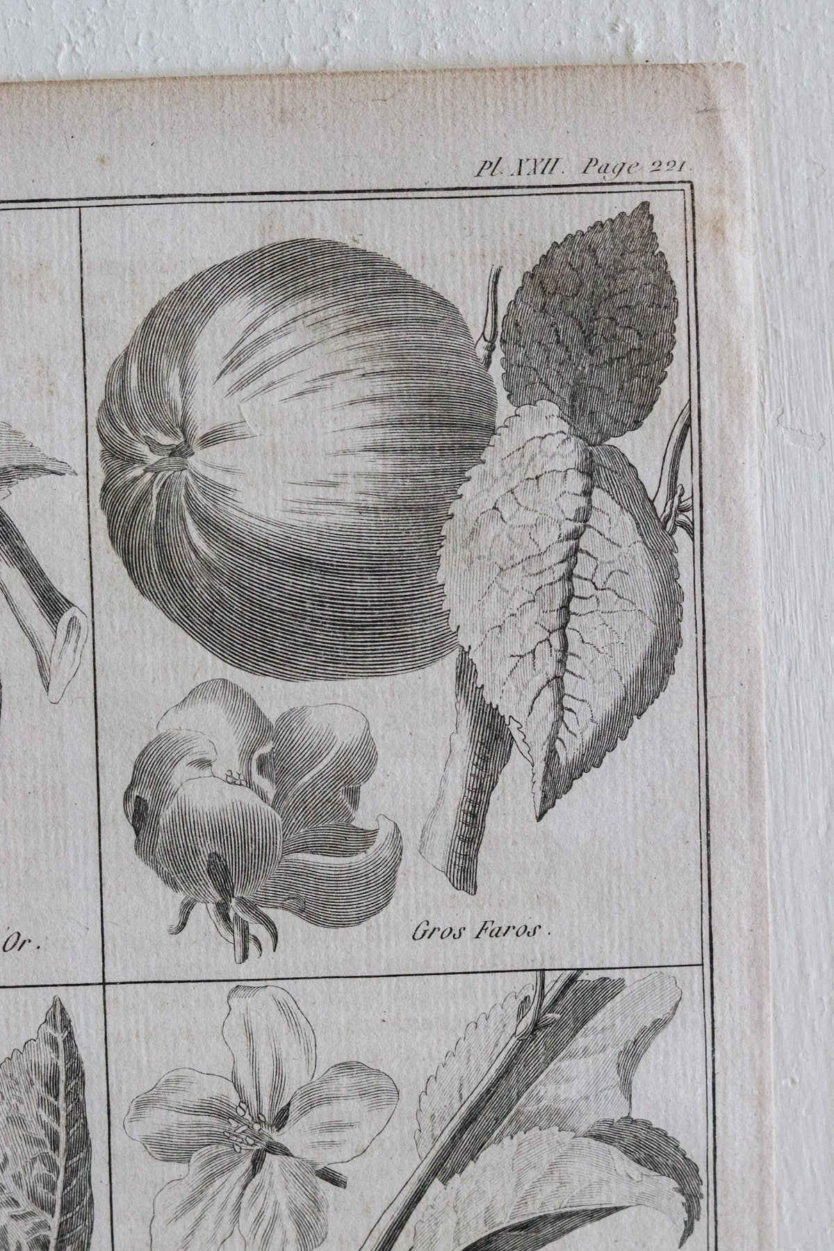 Antique French Apple Print c.1918