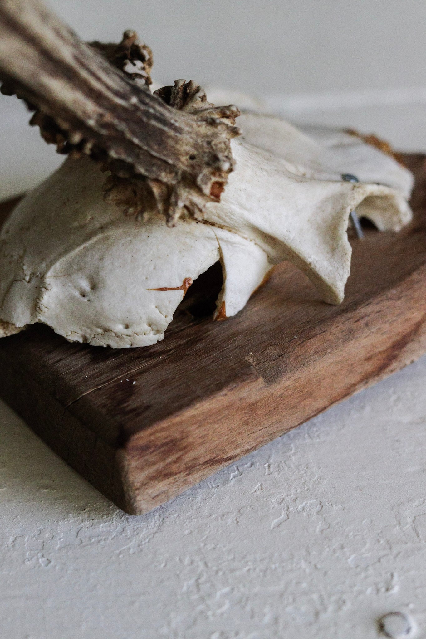 Petite Vintage European Antler Mount