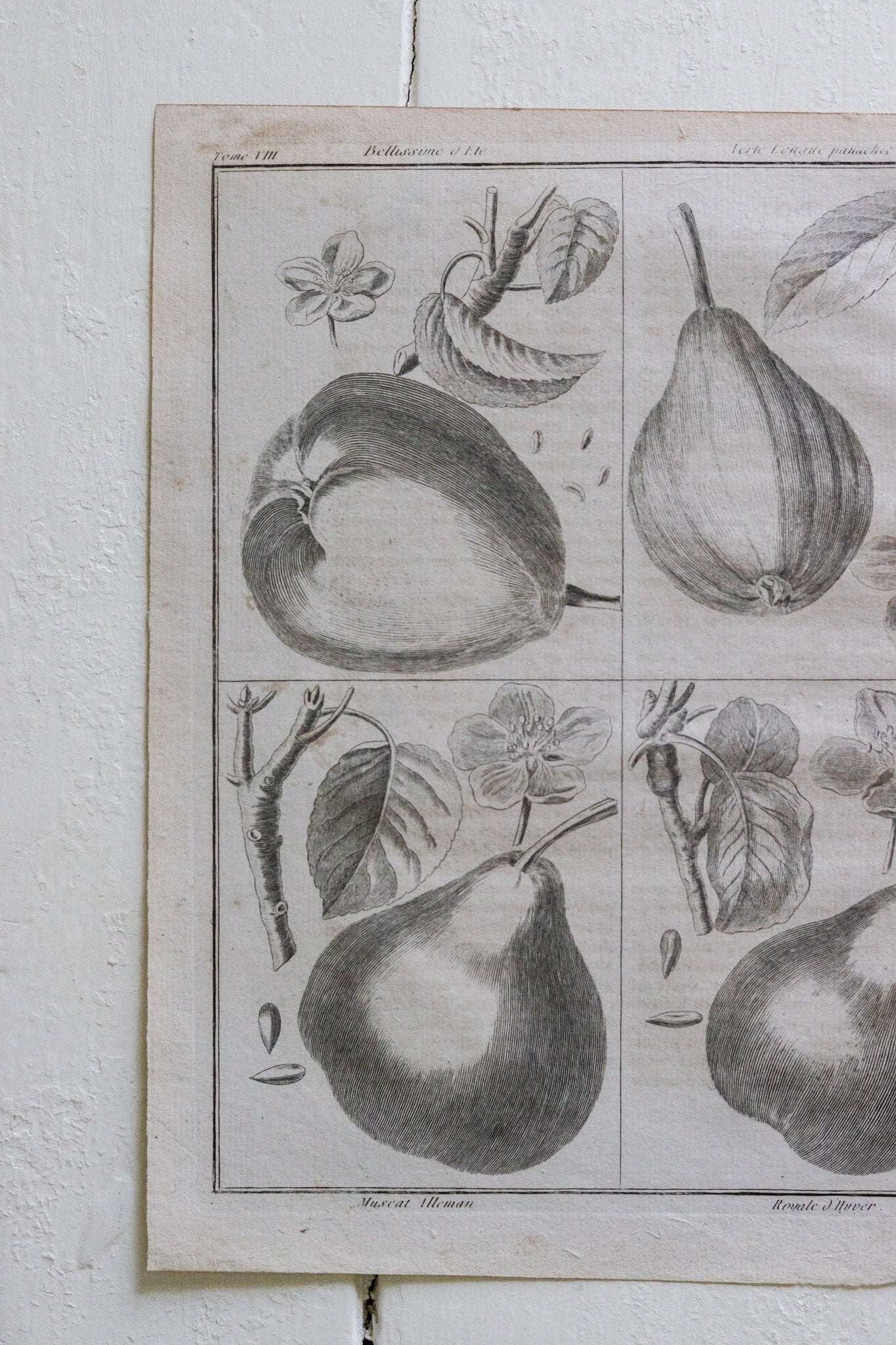 Antique French Fruit Print No.1
