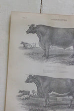 Load image into Gallery viewer, Antique Livestock Print

