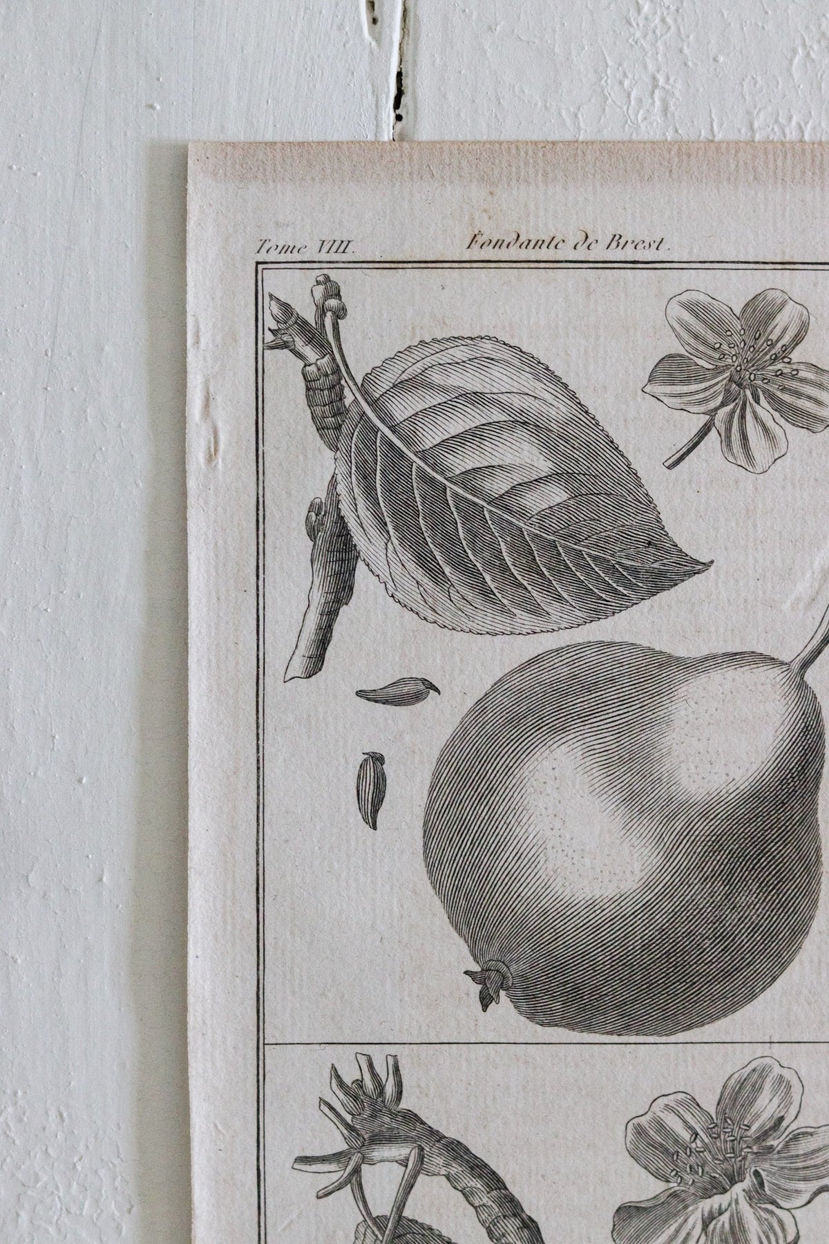 Antique French Pear Print c.1918