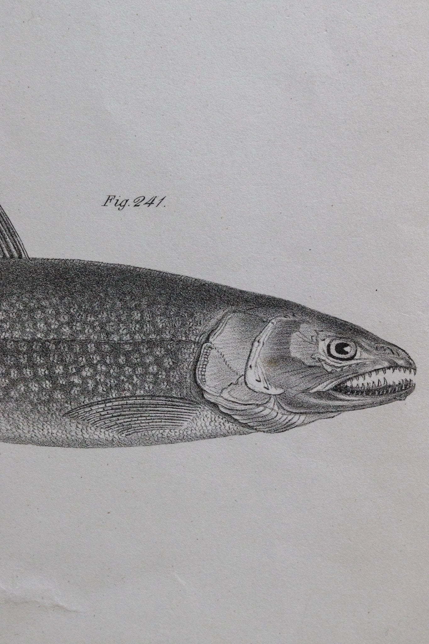 Antique Fish Print No.1
