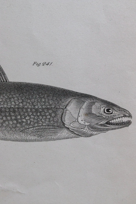 Antique Fish Print No.1