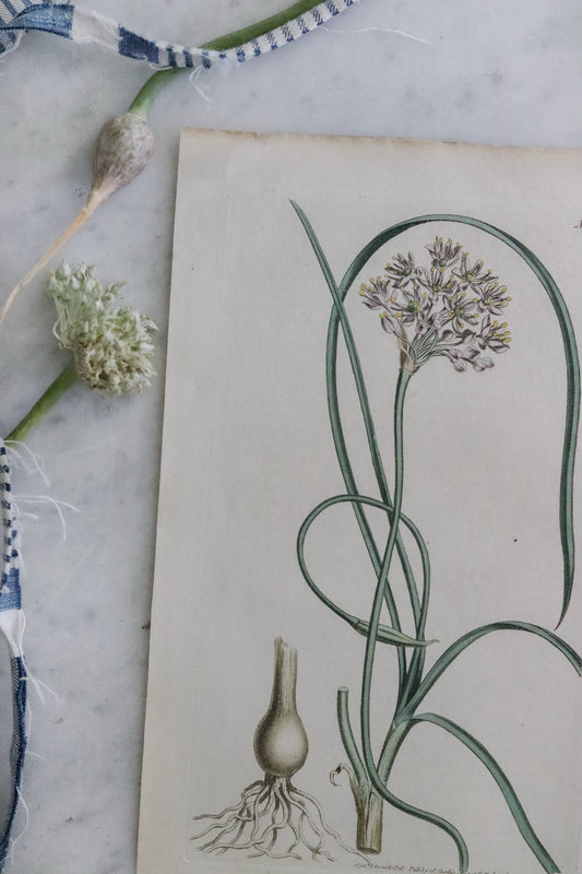 Antique Floral Print