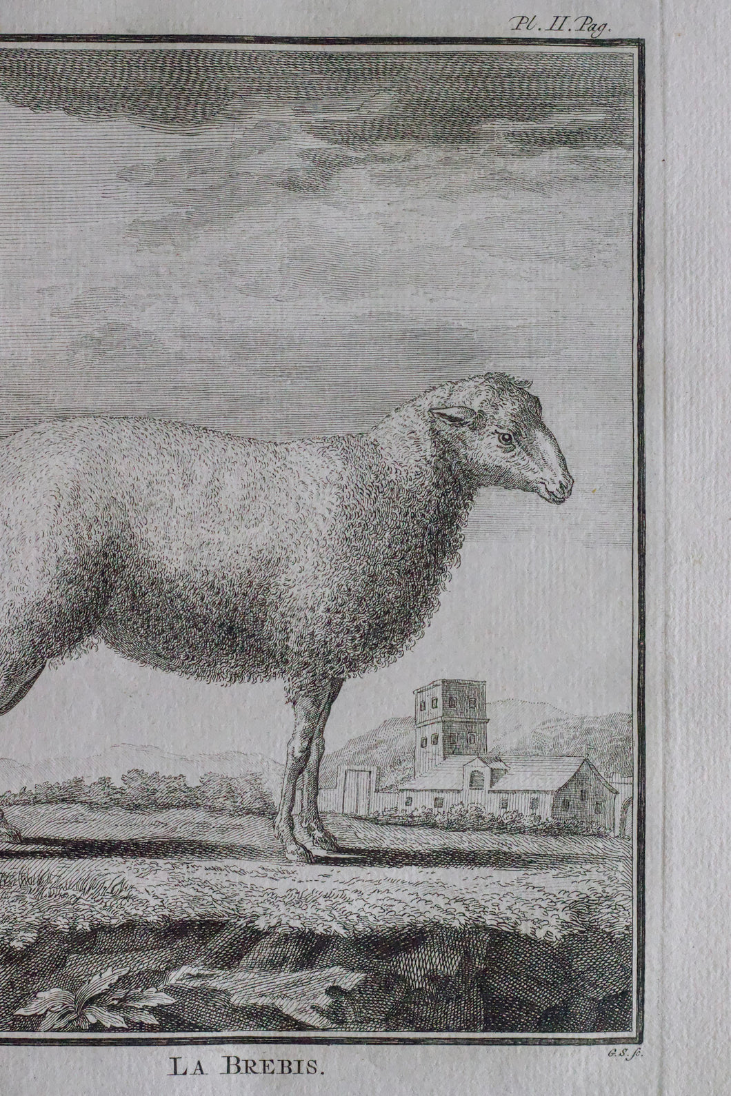 Antique French Sheep Print
