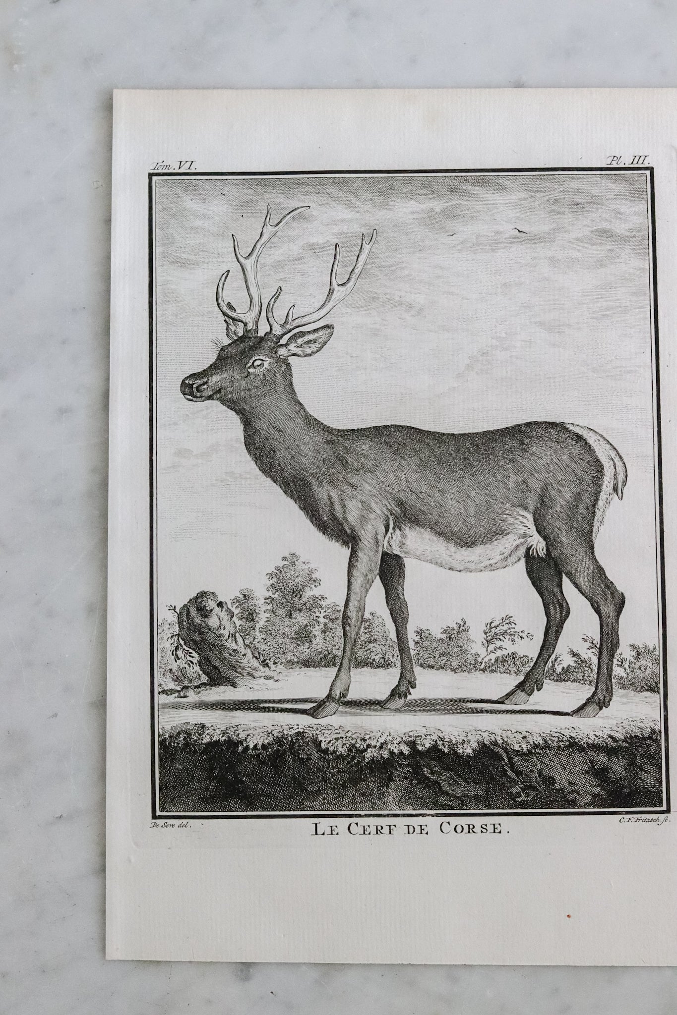 Antique French Deer Engraving