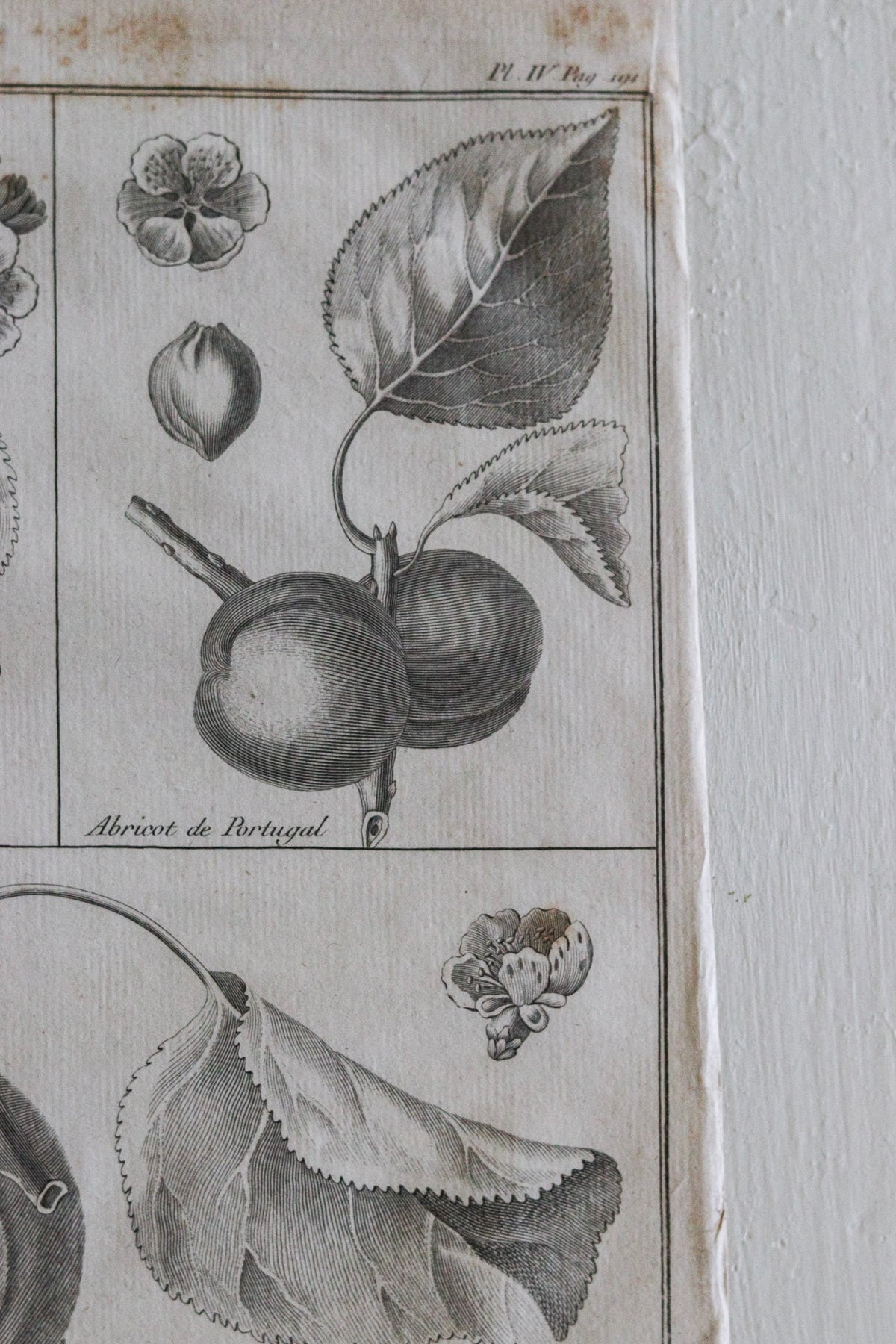 Antique French Apricot Print c.1918