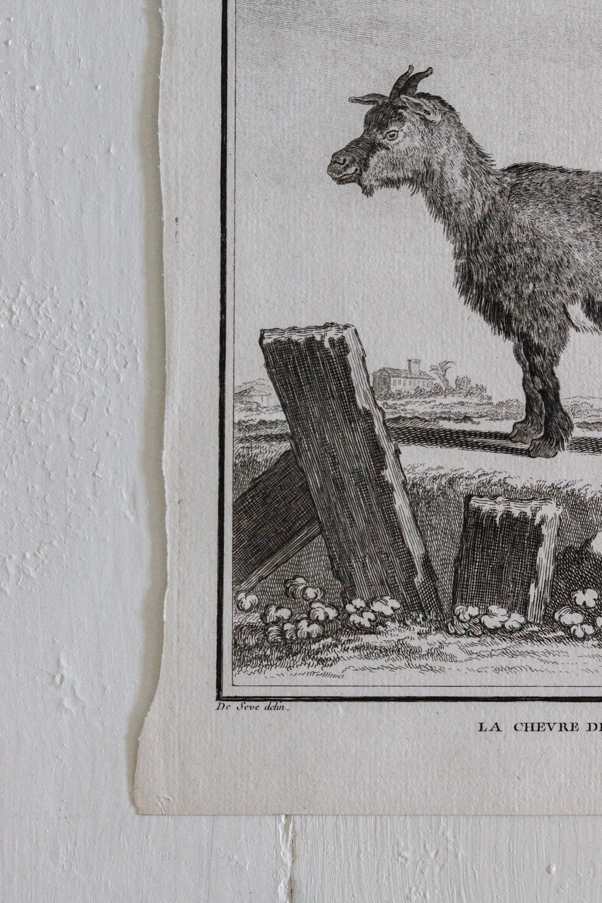 Antique Goat Engraving c.1775