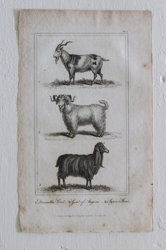 Antique Goat Engraving c.1791